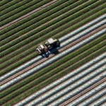 Environ 15% des terres cultivables dans le monde sont contaminées aux métaux lourds, selon une étude