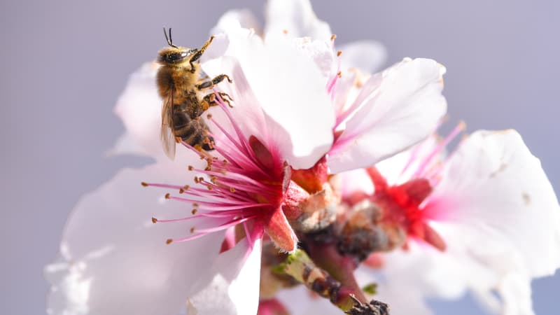« Les résultats sont effarants »: effondrement « alarmant » de la présence d&rsquo;insectes au Royaume-Uni