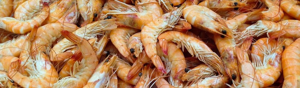 Des USA à l’Europe, Cruz Foam surfe sur la vague des matériaux d’emballage vertueux