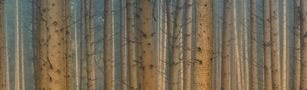 Produits biosourcés : entre promesse industrielle et défis systémiques