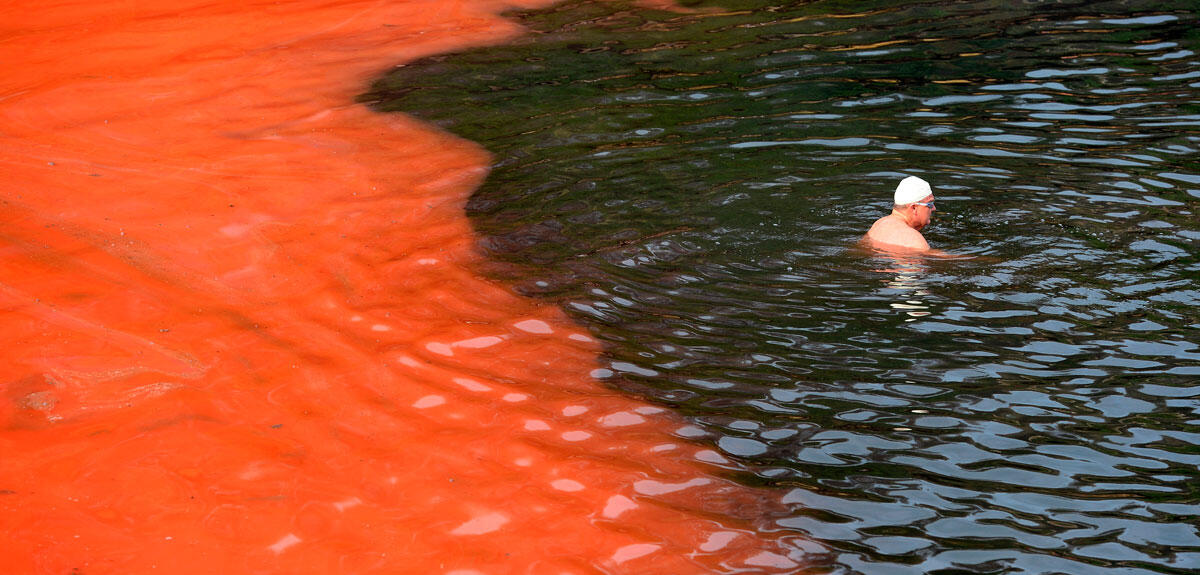 Quand le phytoplancton tue