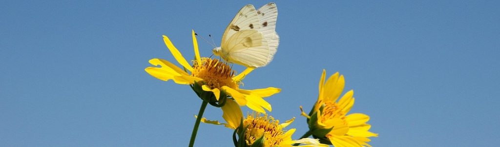 Les insectes volants disparaissent à vue d’œil : que révèle le rapport Bugs Matter 2024 ?