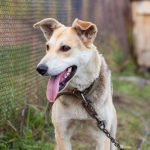 Bill passed to prohibit chaining of dogs in Poland