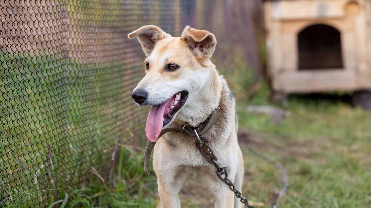 Bill passed to prohibit chaining of dogs in Poland