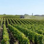 Pesticides : les riverains des vignes plus exposés que le reste de la population