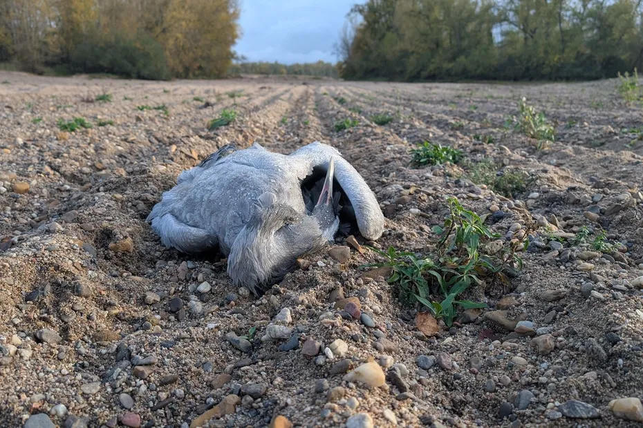 Une “hécatombe” de grues cendrées dans la Nièvre, « certains oiseaux tombent même en plein vol »