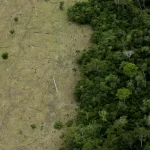 Amazon rainforest is approaching &lsquo;tipping points&rsquo; that could transform it into a drier savanna