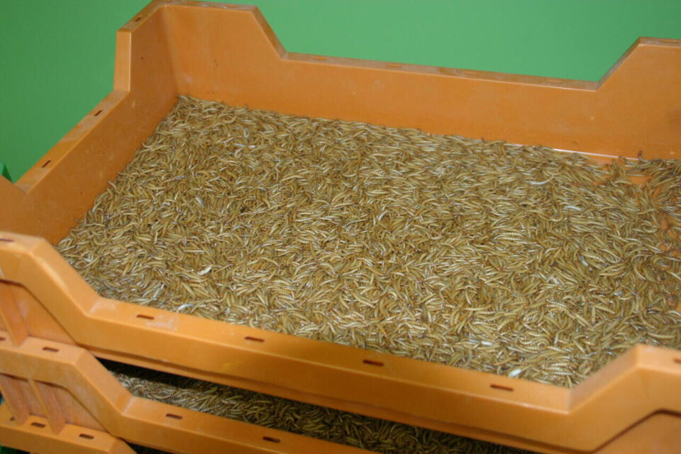 La ferme usine géante Ynsect dans la Somme va définitivement fermer