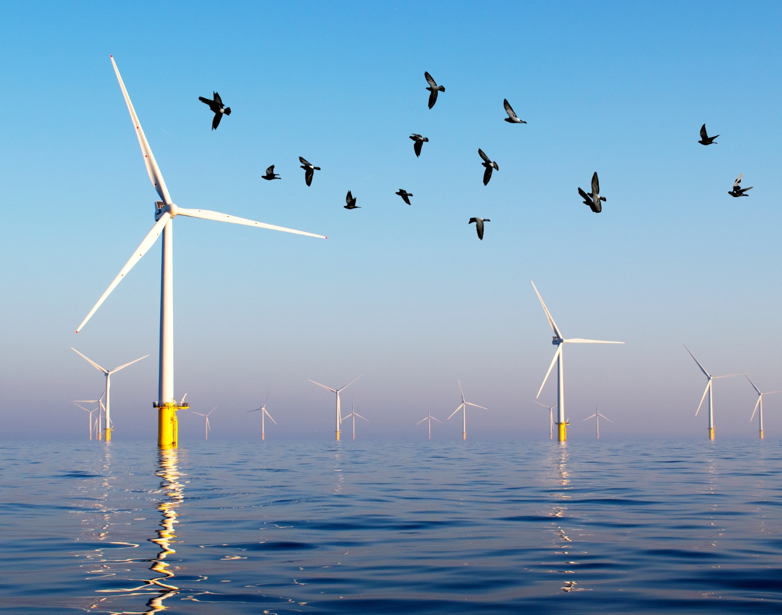 Voici l’impact réel des éoliennes en mer sur les oiseaux et les chauves-souris