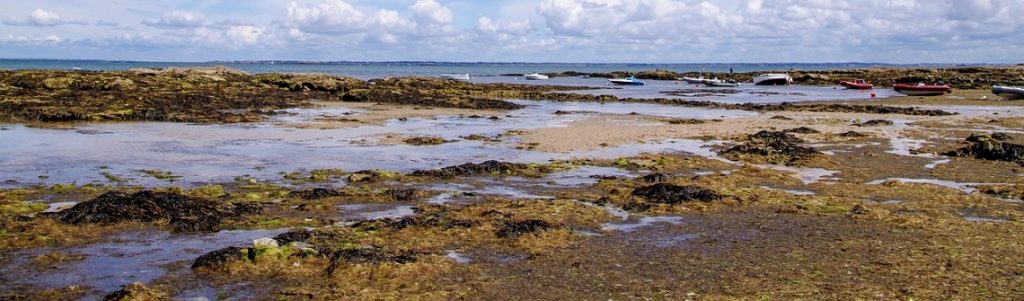 Quand les algues redessinent les matériaux du bâtiment