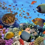 Scientists Find Microplastics in Fish From Pristine Pacific Waters