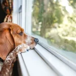 Maltraitance animale : 53 propriétaires ont perdu leur permis en Wallonie