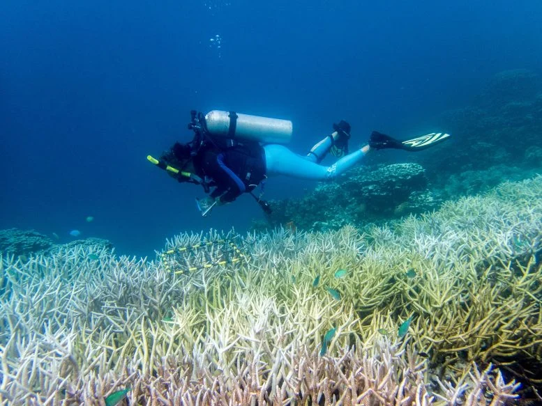 Half the World’s Coral Reefs Devastated by Record Ocean Heat