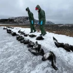 Deadly H5N1 Bird Flu Confirmed in Antarctica After Mass Skua Die Off