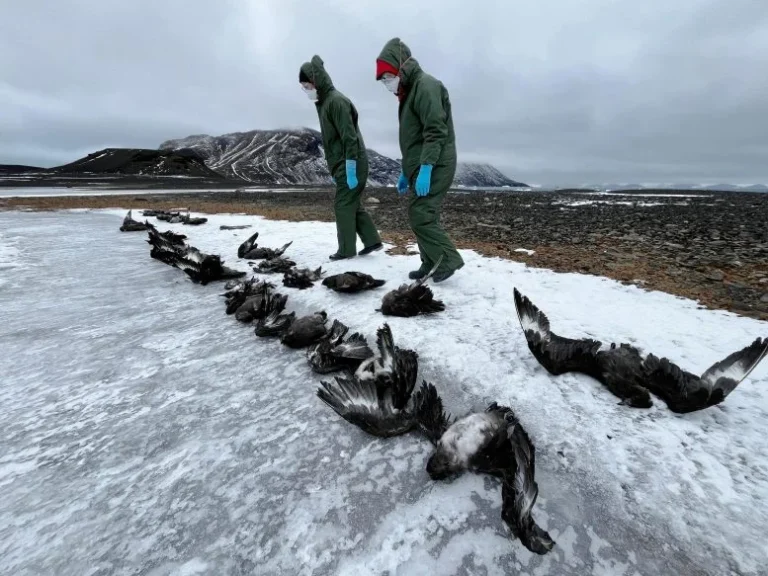 Deadly H5N1 Bird Flu Confirmed in Antarctica After Mass Skua Die Off