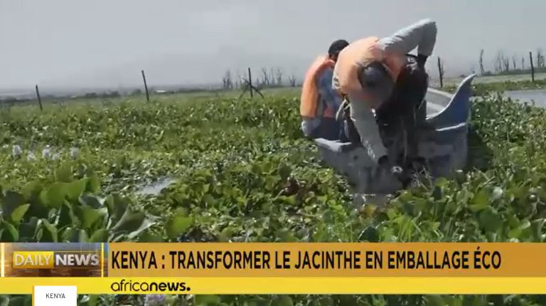 Kenya : la jacinthe d&rsquo;eau transformée en emballage écologique