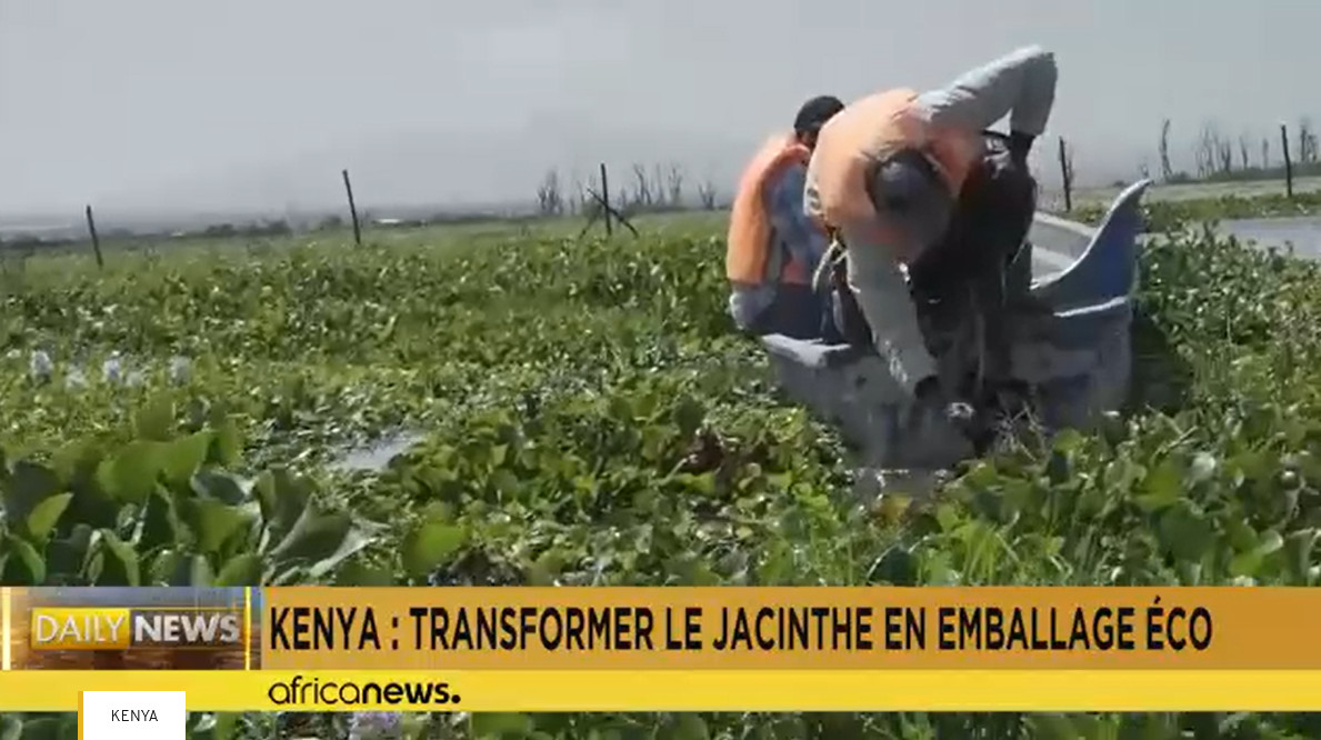 Kenya : la jacinthe d&rsquo;eau transformée en emballage écologique