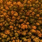 About the EU ETS