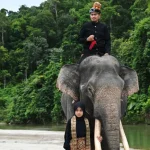 Tourisme : l’Indonésie devient le premier pays d’Asie à interdire les promenades en éléphant (de Sumatra)