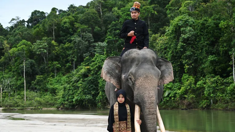 Tourisme : l’Indonésie devient le premier pays d’Asie à interdire les promenades en éléphant (de Sumatra)