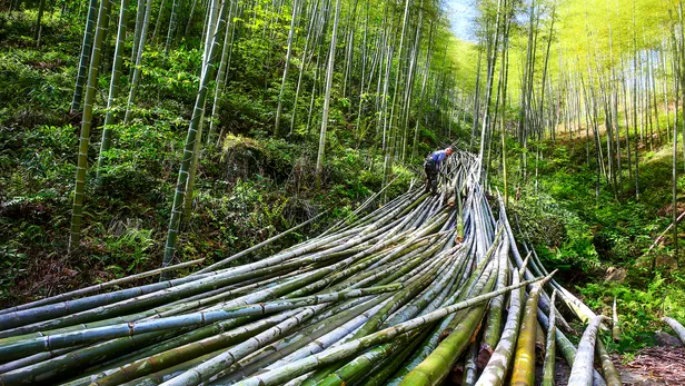 Que le bambou remplace le plastique