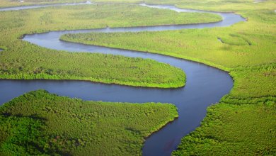 Stratégie nationale de lutte contre la déforestation importée