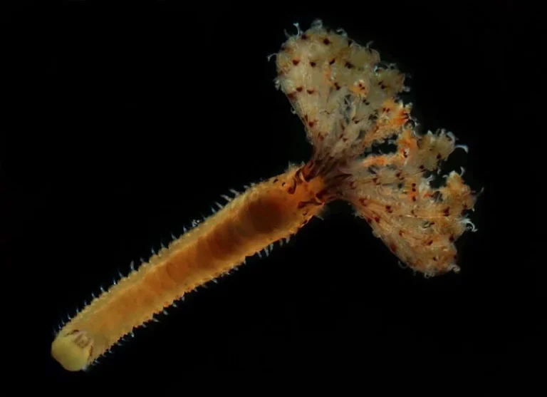 The Disappearing Worms Beneath Our Seas – and the Scientists Fighting Back