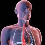 Making a &lsquo;digital twin&rsquo; of yourself could revolutionize future surgeries, making medical procedures much more personal