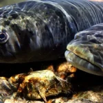 One of Earth’s Greatest Migrations Is Collapsing Beneath Our Rivers