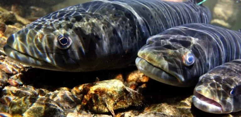 One of Earth’s Greatest Migrations Is Collapsing Beneath Our Rivers