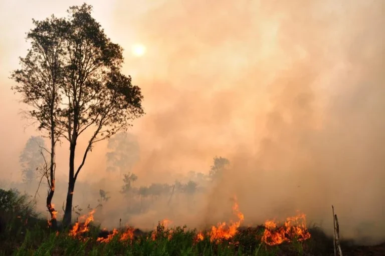 Tropical Peatlands Are Burning Like Never Before in 2000 Years