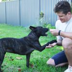 AI builds world&rsquo;s first personalized cancer vaccine for a dog
