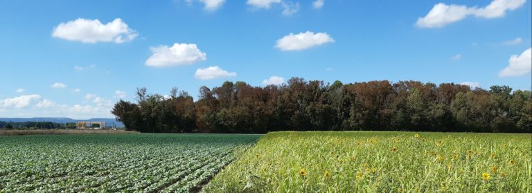 Une étude expérimentale menée sur 10 ans montre le potentiel de systèmes de production agricoles sans pesticides