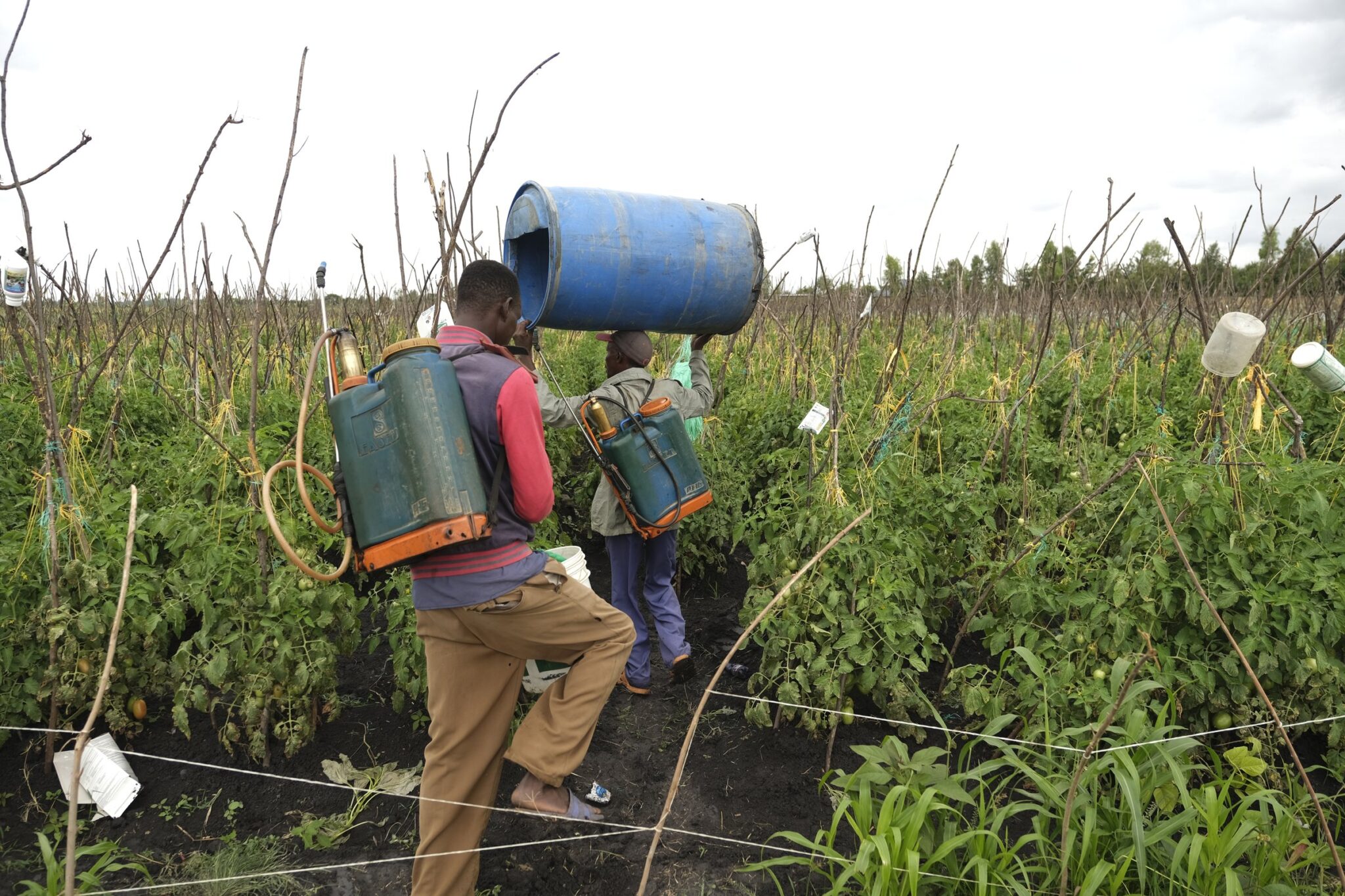 EU must stop banned chemicals being sold to Africa, judge urges MEPs