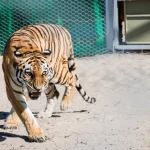Kazakhstan plants tens of thousands of trees in giant effort to reintroduce tigers