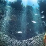 En 45 ans, la surface des récifs coralliens des Caraïbes a diminué de moitié sous l&rsquo;effet du changement climatique