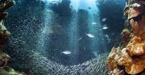 En 45 ans, la surface des récifs coralliens des Caraïbes a diminué de moitié sous l&rsquo;effet du changement climatique