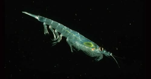 Pourquoi Russie et Ukraine se disputent désormais le krill antarctique, un petit crustacé