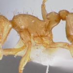 Un troisième foyer de fourmis électriques, une espèce dangereuse et microscopique, découvert dans le Var