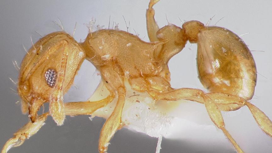 Un troisième foyer de fourmis électriques, une espèce dangereuse et microscopique, découvert dans le Var