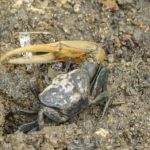 Les crabes violonistes « recyclent » les microplastiques, mais ce n&rsquo;est pas sans risque