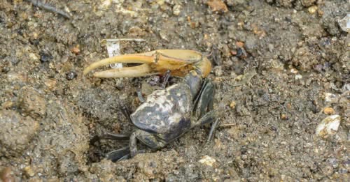 Les crabes violonistes « recyclent » les microplastiques, mais ce n&rsquo;est pas sans risque