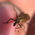 Face aux espèces invasives, le Royaume-Uni mise sur des « agents de lutte biologique »