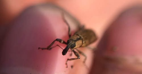 Face aux espèces invasives, le Royaume-Uni mise sur des « agents de lutte biologique »