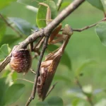 Giant Invasive Mantises Are Taking Over Europe