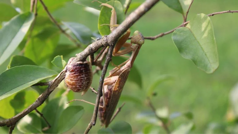 Giant Invasive Mantises Are Taking Over Europe