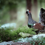 Rapport France Biodiversité 2025