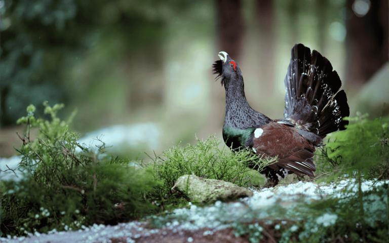 Rapport France Biodiversité 2025