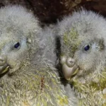World&rsquo;s fattest parrot — on the verge of extinction 30 years ago — has record-breaking breeding season