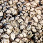 After Centuries of Destruction, Scientists Have Figured Out How To Best Restore Oyster Reefs
